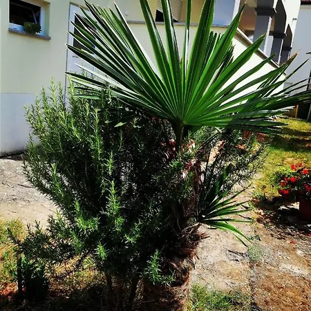 7 Palmi Novigrad Appartement Novigrad Istria